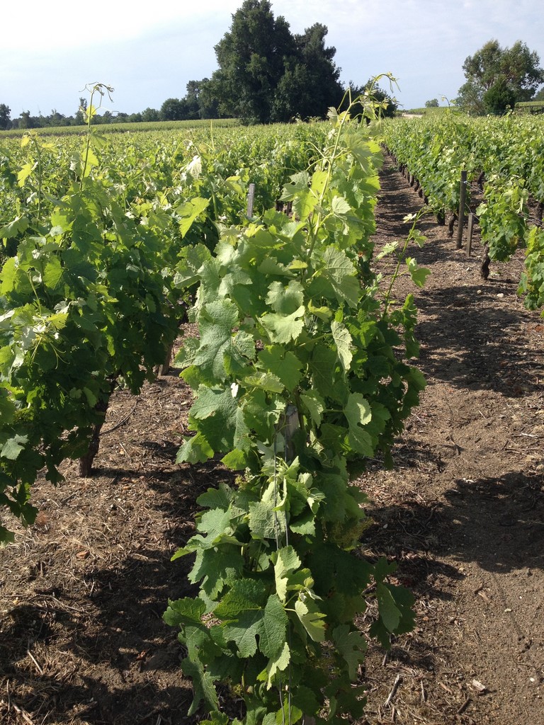 rang de vigne chateau haut baron