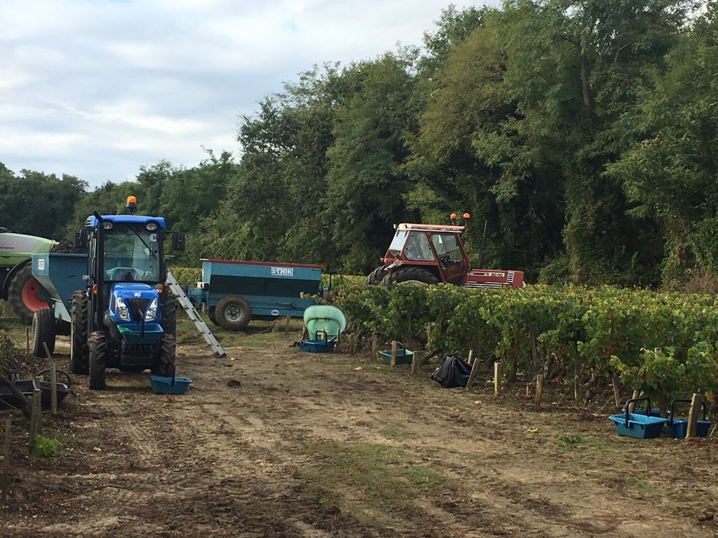 vendanges chateau haut baron